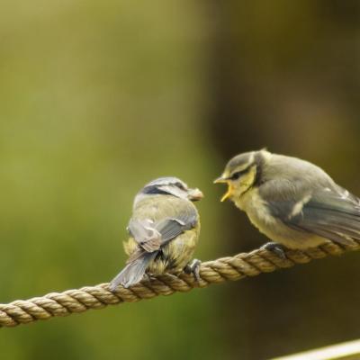Blue Tit Being Fed